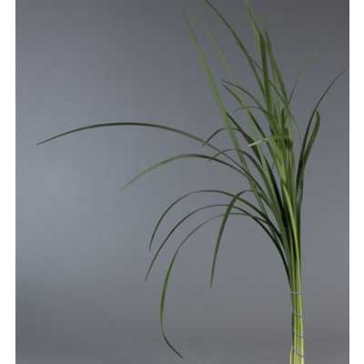 Lilly Grass