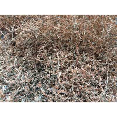 Lim Beltaard Apricot