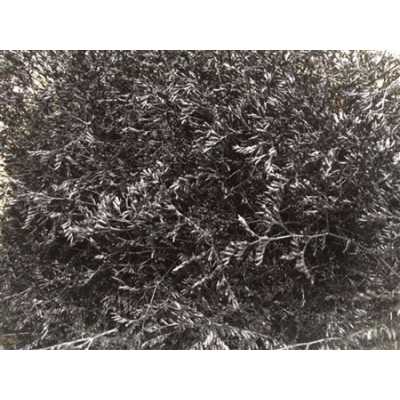 Lim Beltaard Black