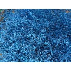 Lim Beltaard Blue