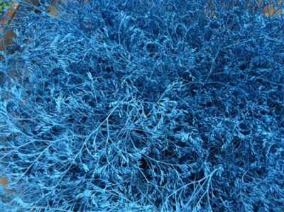 Lim Beltaard Blue