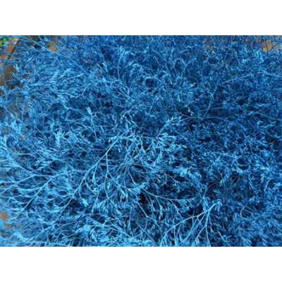 Lim Beltaard Blue