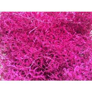 Lim Beltaard Cerise