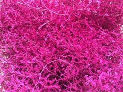 Lim Beltaard Cerise