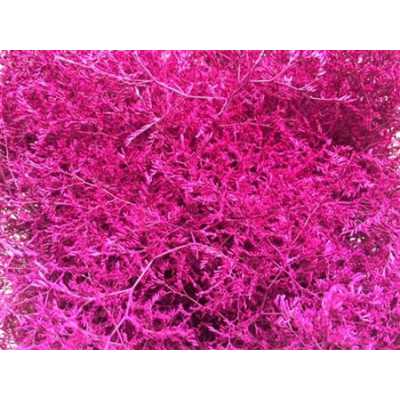 Lim Beltaard Cerise