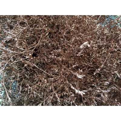 Lim Beltaard Copper