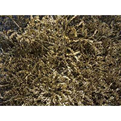 Lim Beltaard Gold