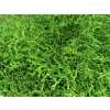 Lim Beltaard Green