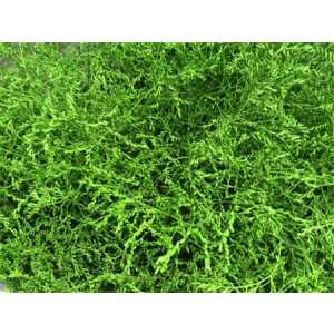 Lim Beltaard Green