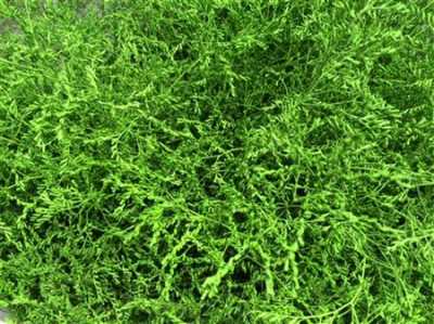 Lim Beltaard Green