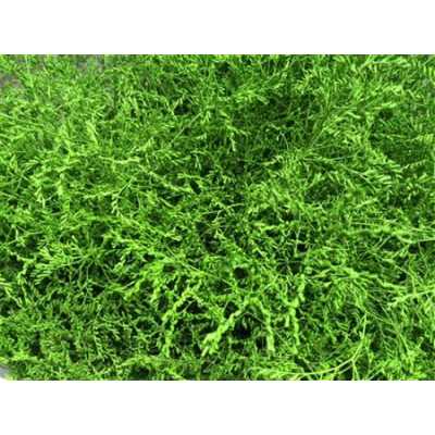 Lim Beltaard Green