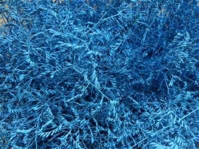 Lim Beltaard Light Blue