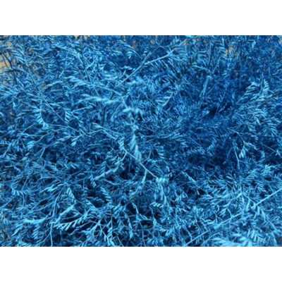 Lim Beltaard Light Blue