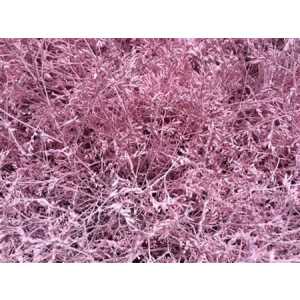 Lim Beltaard Light Pink