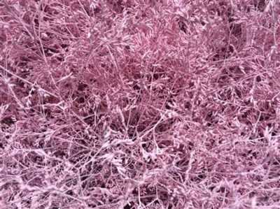 Lim Beltaard Light Pink