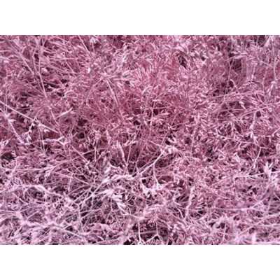 Lim Beltaard Light Pink