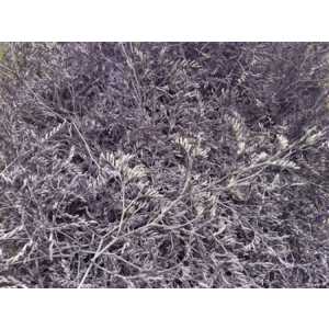 Lim Beltaard Light Purple