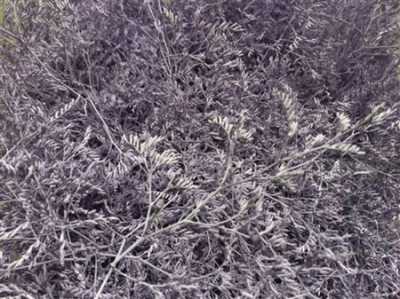 Lim Beltaard Light Purple
