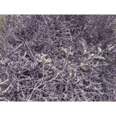 Lim Beltaard Light Purple