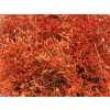 Lim Beltaard Orange