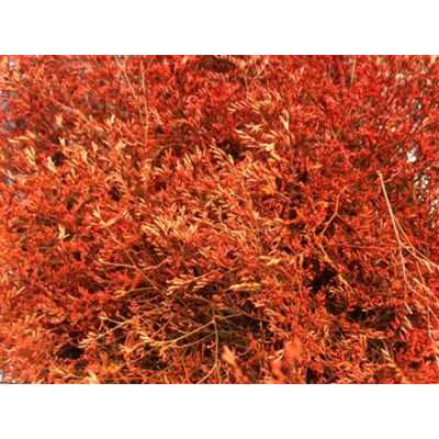 Lim Beltaard Orange