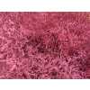 Lim Beltaard Pink