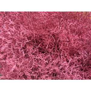 Lim Beltaard Pink