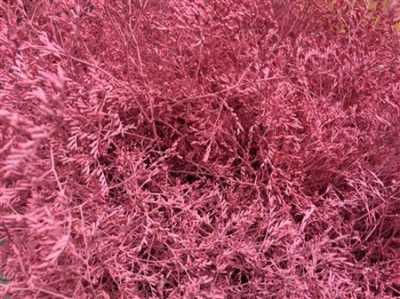 Lim Beltaard Pink