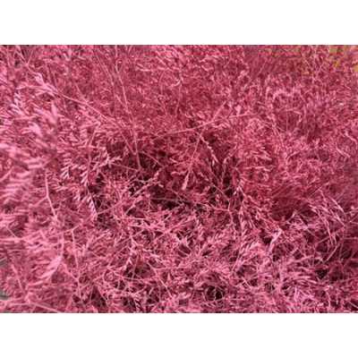 Lim Beltaard Pink