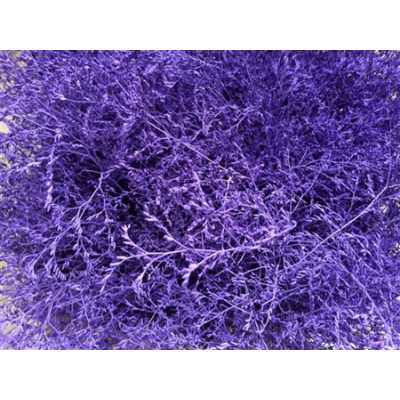 Lim Beltaard Purple