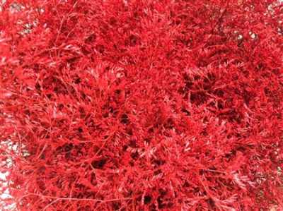 Lim Beltaard Red