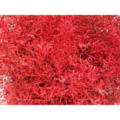 Lim Beltaard Red