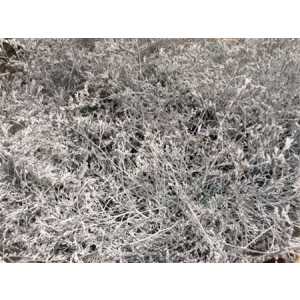 Lim Beltaard White