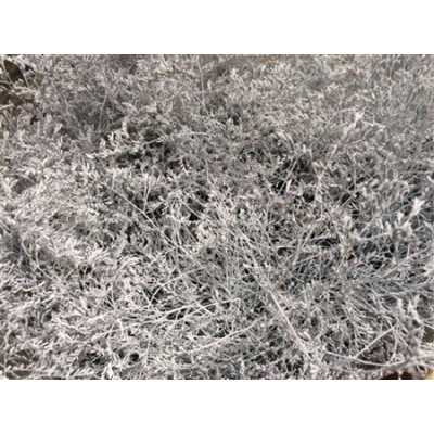 Lim Beltaard White