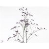 Limonium Maine Blue Imp