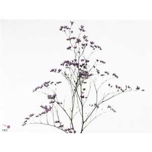 Limonium Maine Blue Imp