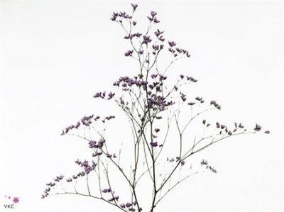 Limonium Maine Blue Imp