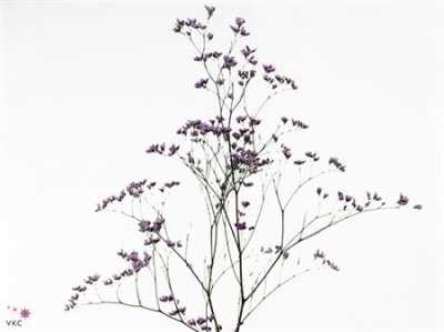 Limonium Maine Blue Imp