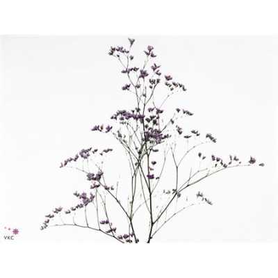 Limonium Maine Blue Imp