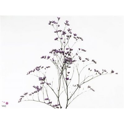 Limonium Maine Blue Imp