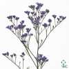 Limonium Ohio Blue