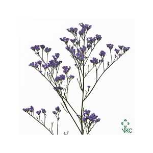 Limonium Ohio Blue