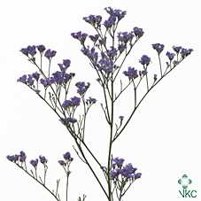 Limonium Ohio Blue