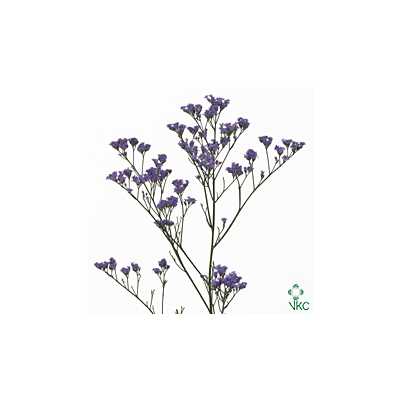 Limonium Ohio Blue