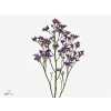 Limonium Piuma Blue