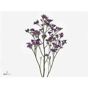 Limonium Piuma Blue