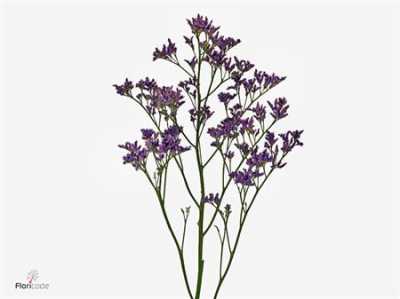 Limonium Piuma Blue