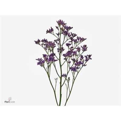 Limonium Piuma Blue