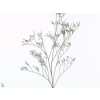 Limonium Safora Dark Blue