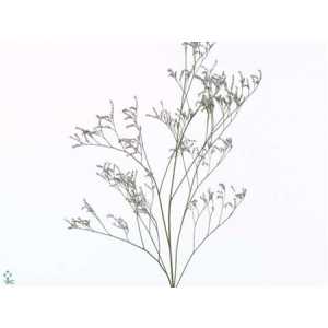 Limonium Safora Dark Blue